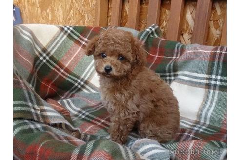 成約済の宮城県のタイニープードル-159813の5枚目